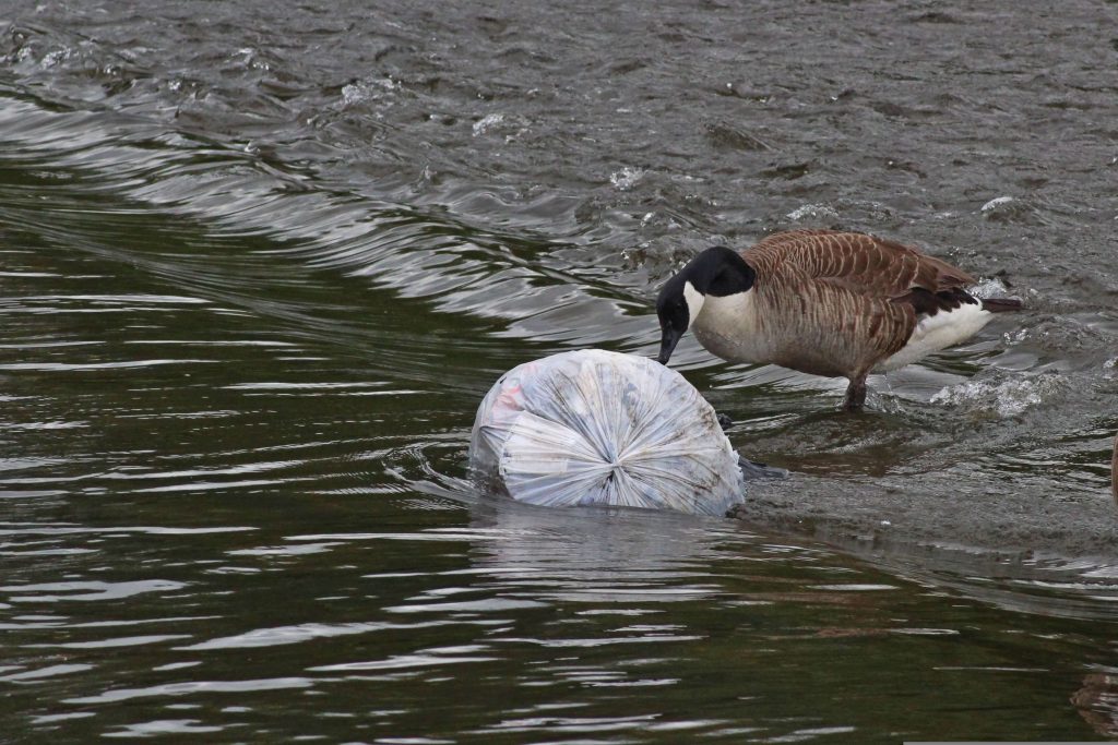 Barnacle goose interested in a piece of waste